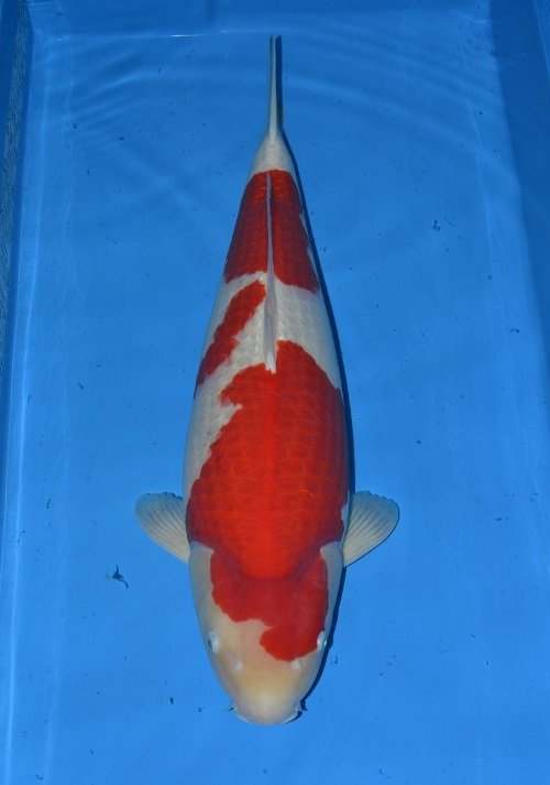 Kohaku